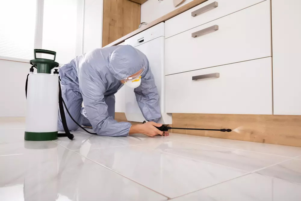 Commercial Termite Control Services Lahore