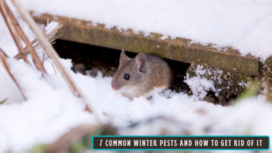 7 Common Winter Pests and How to Get Rid of It