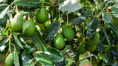 Avocado Cultivation Process with Indispensable Guidelines