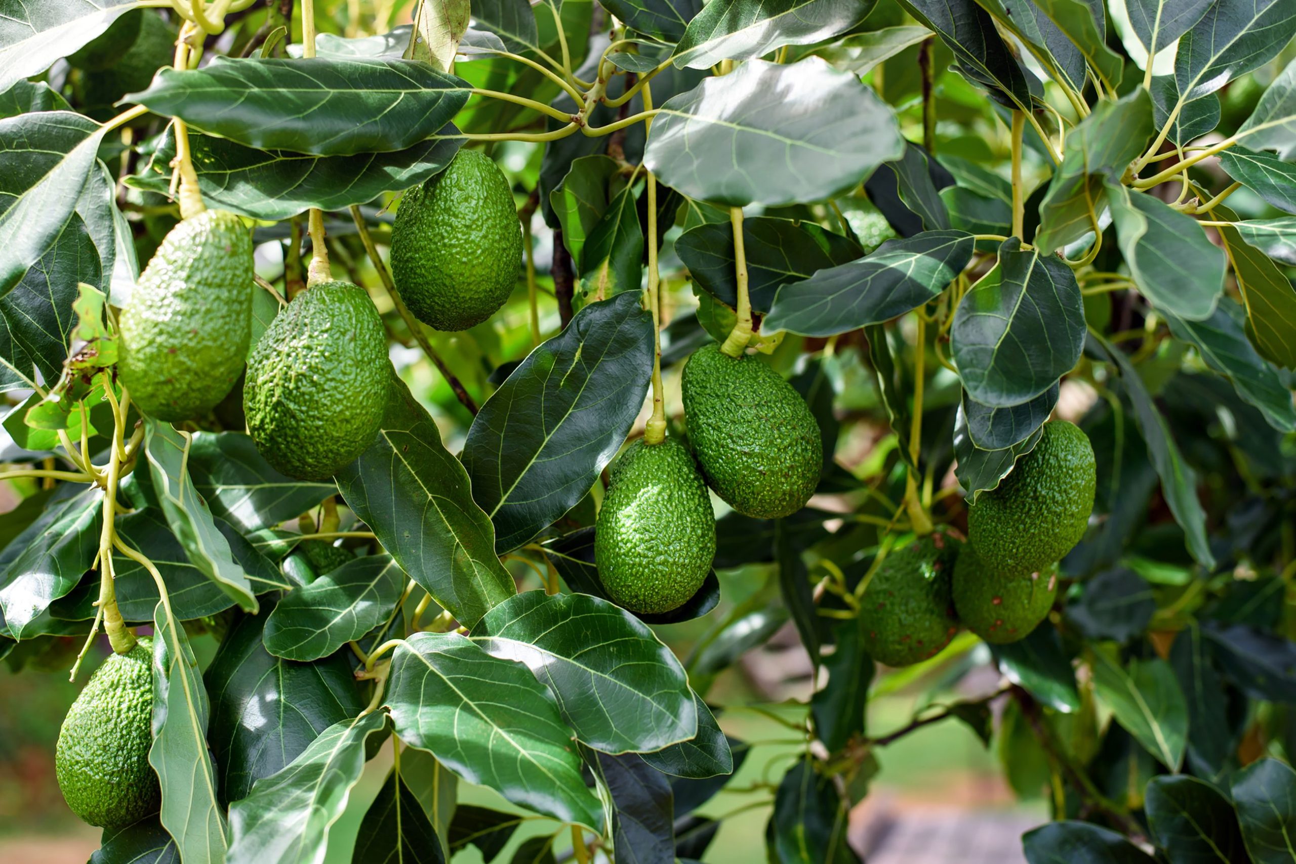 Avocado Cultivation Process with Indispensable Guidelines