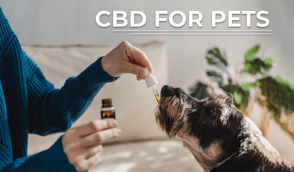 CBD for pets