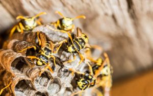 wasp nest exterminator near me